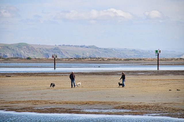 Dogs playing in Bodega Bay