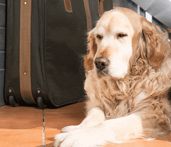 Senior retriever dog on wood floor