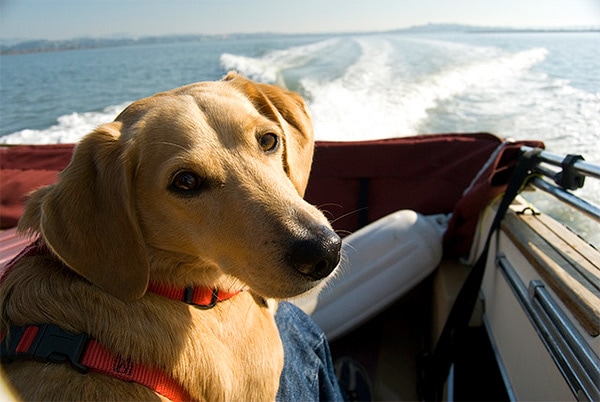 Dog at Day by the Bay in Benicia