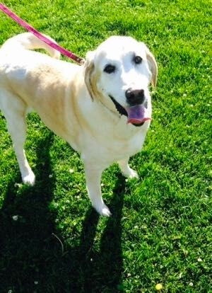 Yellow lab at Golden Gate Labrador Retriever Rescue