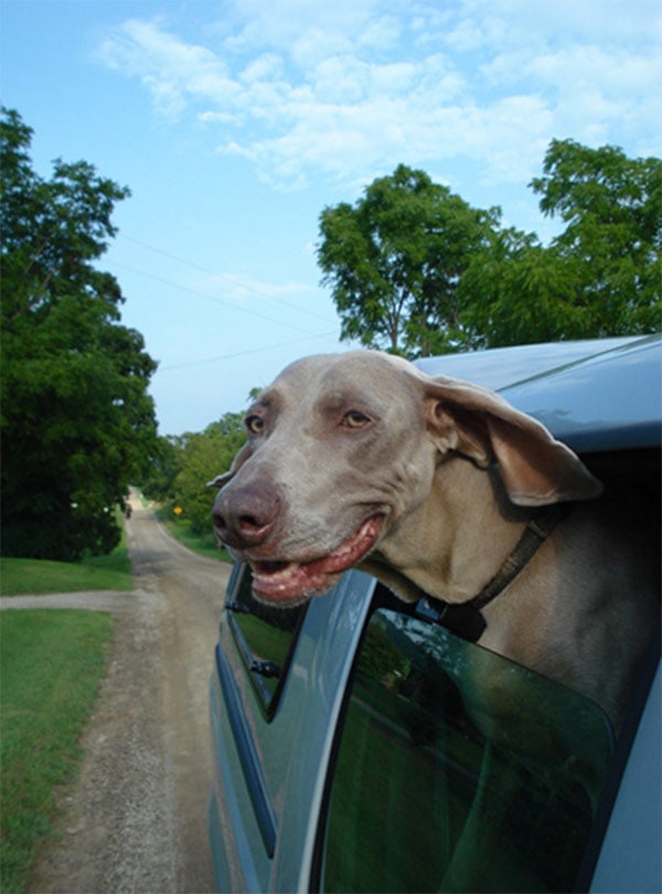 Dog with head out back car window