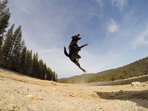 Dog jumping at Madera County South Wawona entrance 