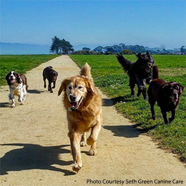 Dog on path for Mighty Mutt march