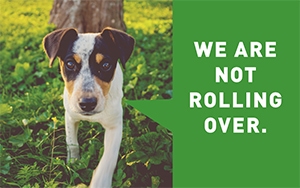 Dog with quote balloon