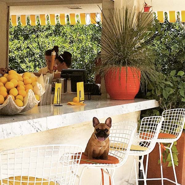 Dog sitting on a bar stool chair