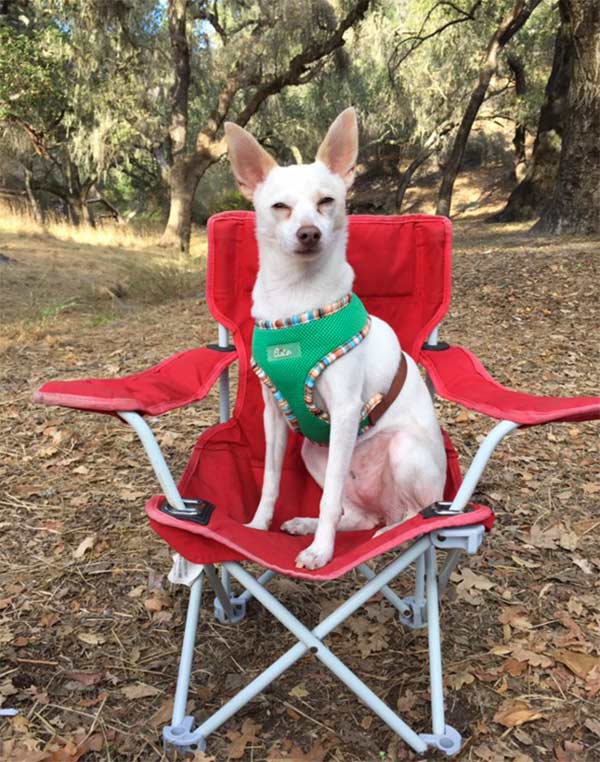 Dog on red camp chair