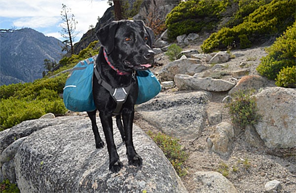 Dog with a backpack on back