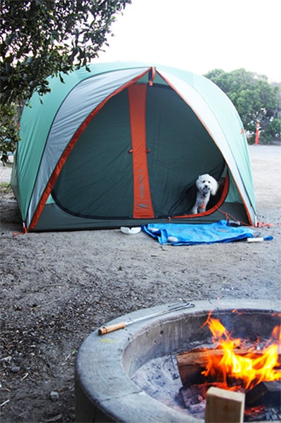 Dog in camping tent on blanket outside tent