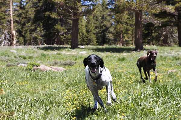 Dog running through wildflowers