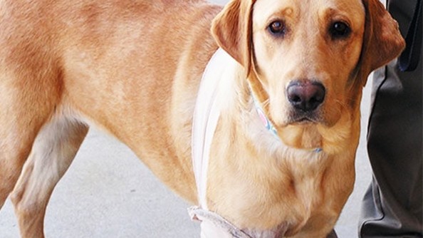 Lab dog with leg taped