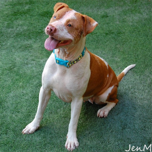 Dog on green grass at the Peninsula Humane Society & SPCA