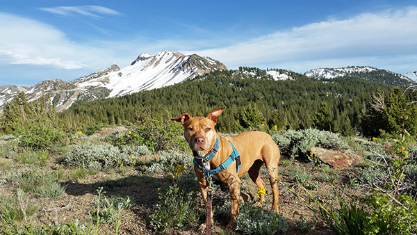 Dog taking a walk Mammoth