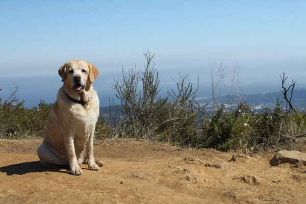 Kayla, DogTrekker's former Director of Barketing