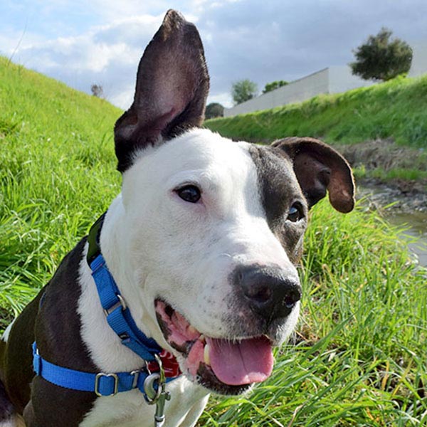 Beautiful white and black dog at the Humane Society Silicon Valley