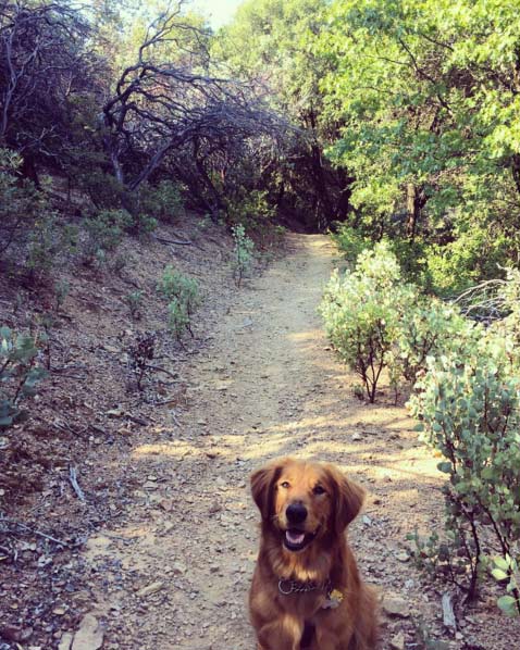 Dog on a Redding path