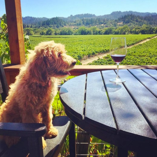 Dog on bench at tasting room in Healdsburg