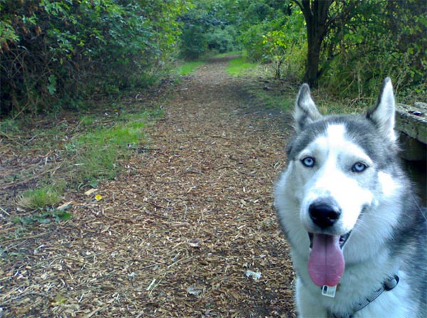 Well-mannered dog on trail