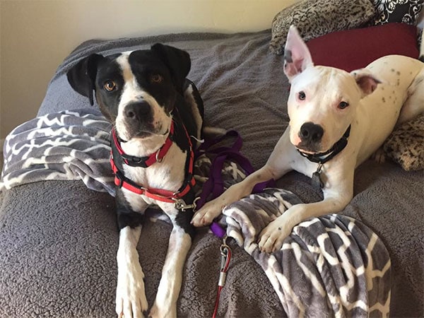 Black and white dog and black pitbull