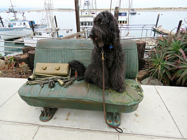 Dog on a bench in San Luis Obispo