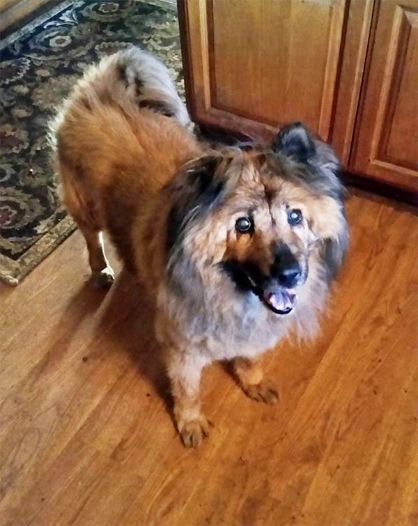 Dog on wood floor looking up