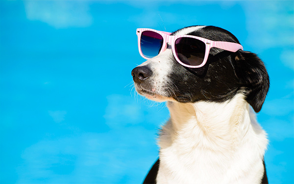 Dog with sunglasses on blue background