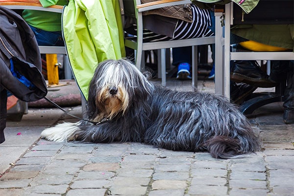 Sheepdog on big patio