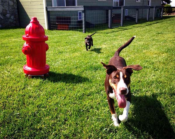 Dog near a plastic fire hydrant at the Beachcomber