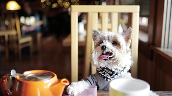 Dog at table