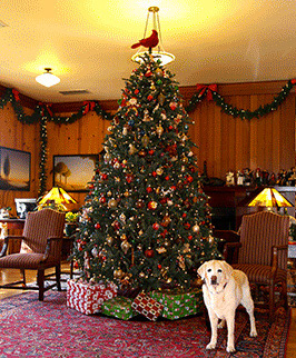 Dog and indoor Christmas tree at the Stanford Inn