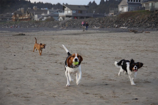 Dogs on the Oregoon coast