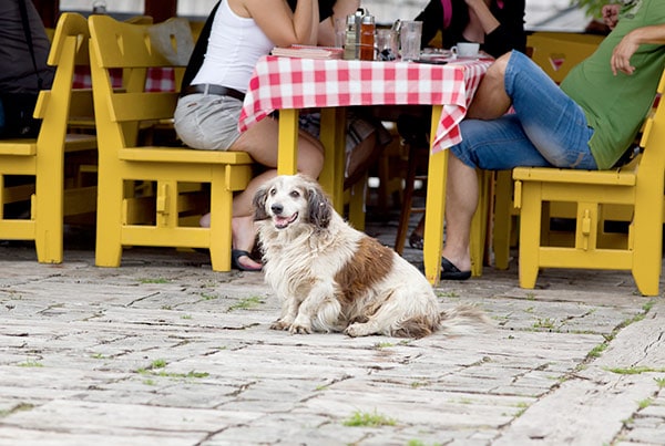 Restaurant with gourmet dog food