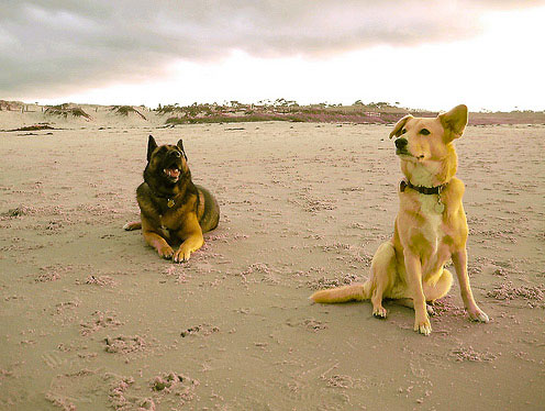 Two dogs on a beach in the Central Coast