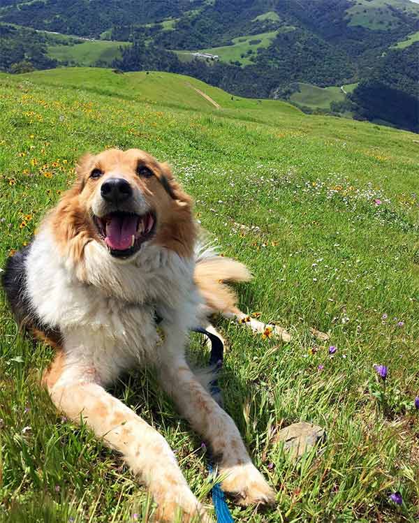 Dog on the grass in Yosemite