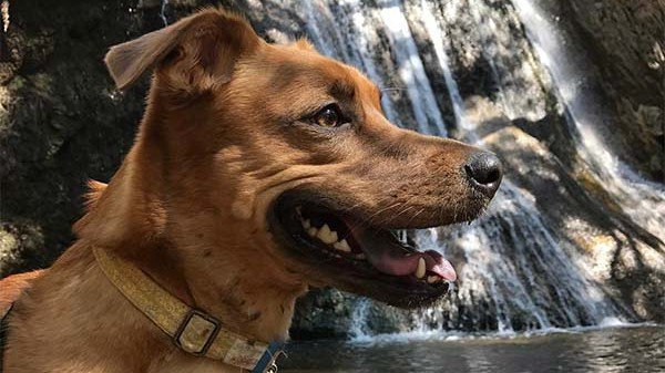 Dog at Wet'n'wild event in Sothern California