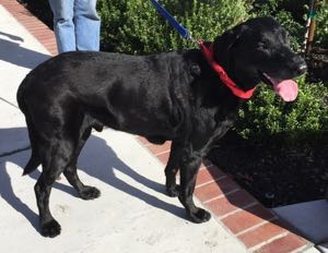 Black lab at Golden Gate Labrador Retriever Rescue