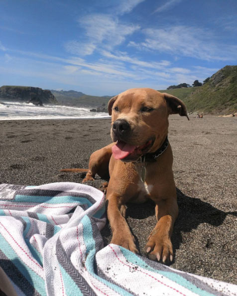 Dog sniffing the air in Sonoma County