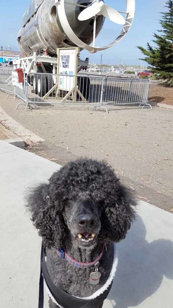 Max at the Bayfront Inn