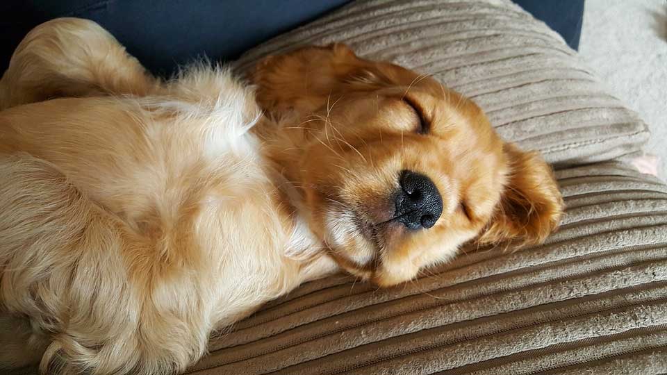 Dog asleep on a pillow