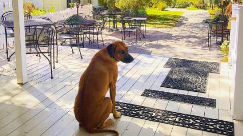 Big red dog at a winery in Amador County