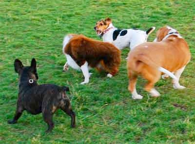 Dogs frolicking in Folsom