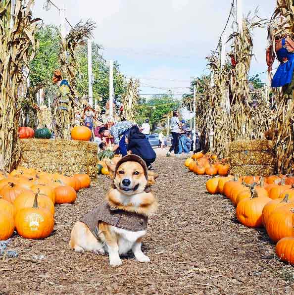 Dog in a field of pumpkins