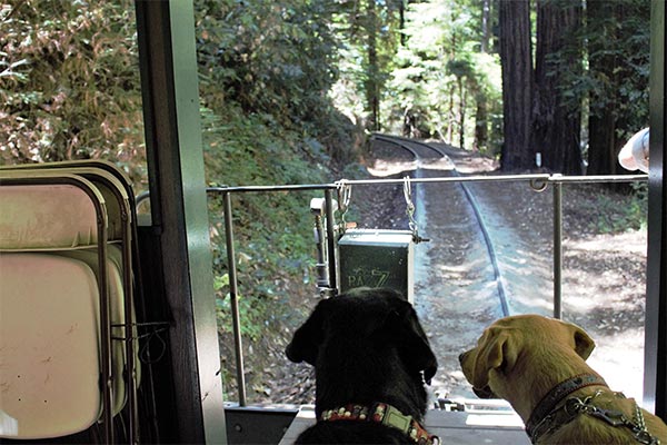 Dog riding through the redwoods