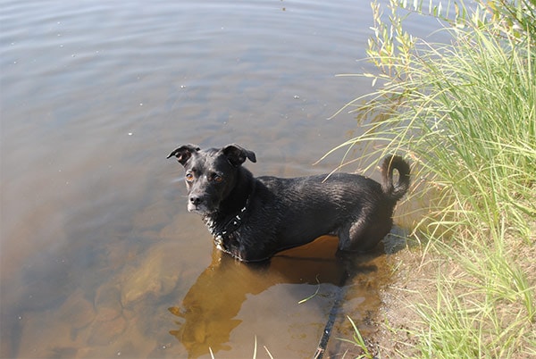 Dog at High Sierra Animal REscue