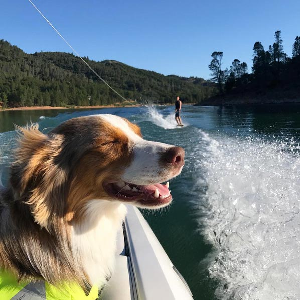 Australian shepherd in boat with water skier behind