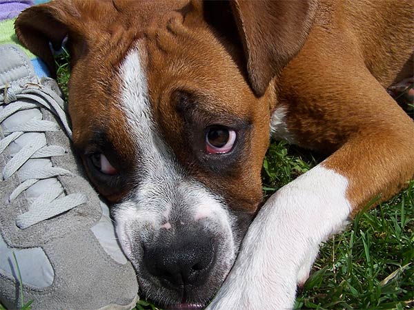 Dog looking sad because guardian left