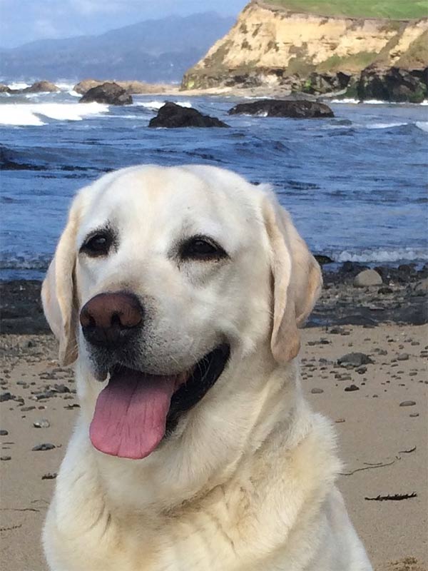 Buoy at the Beach