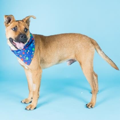 Dog on blue photographer's background for the San Francisco SPCA