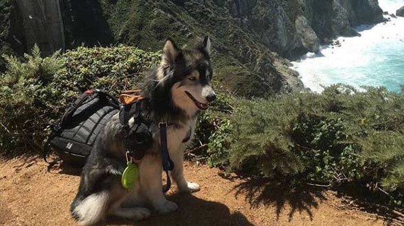 Dog on cliff over ocean