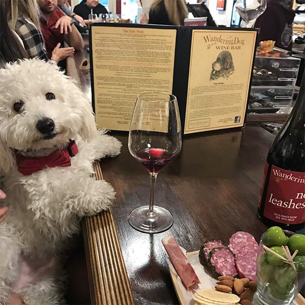 Dog at Sip and Stroll in Santa  Barbara County