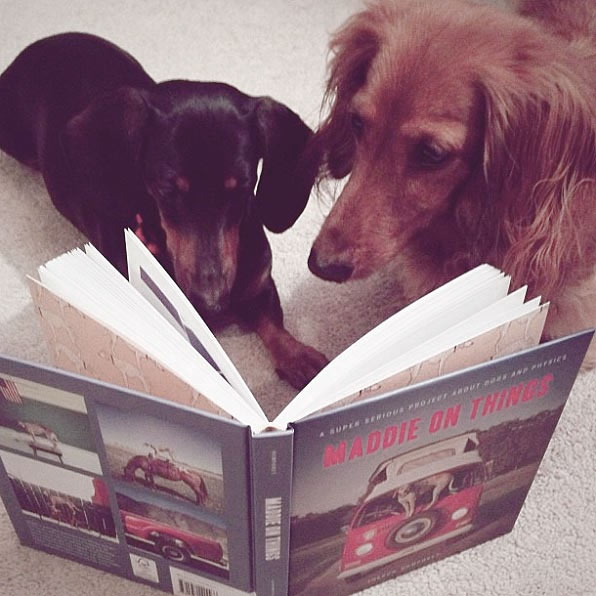 Two dogs "reading" a book